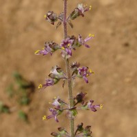 Ocimum tenuiflorum L.